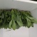 精品菠菜18～23公分，质优价廉，全国接单！