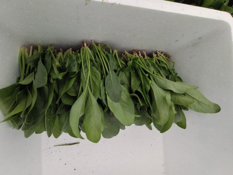 精品菠菜18～23公分，质优价廉，全国接单！