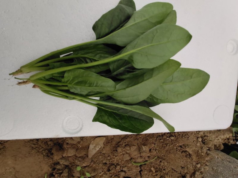 优质大叶菠菜，质量保证，万亩产地，规格齐全，诚信经营
