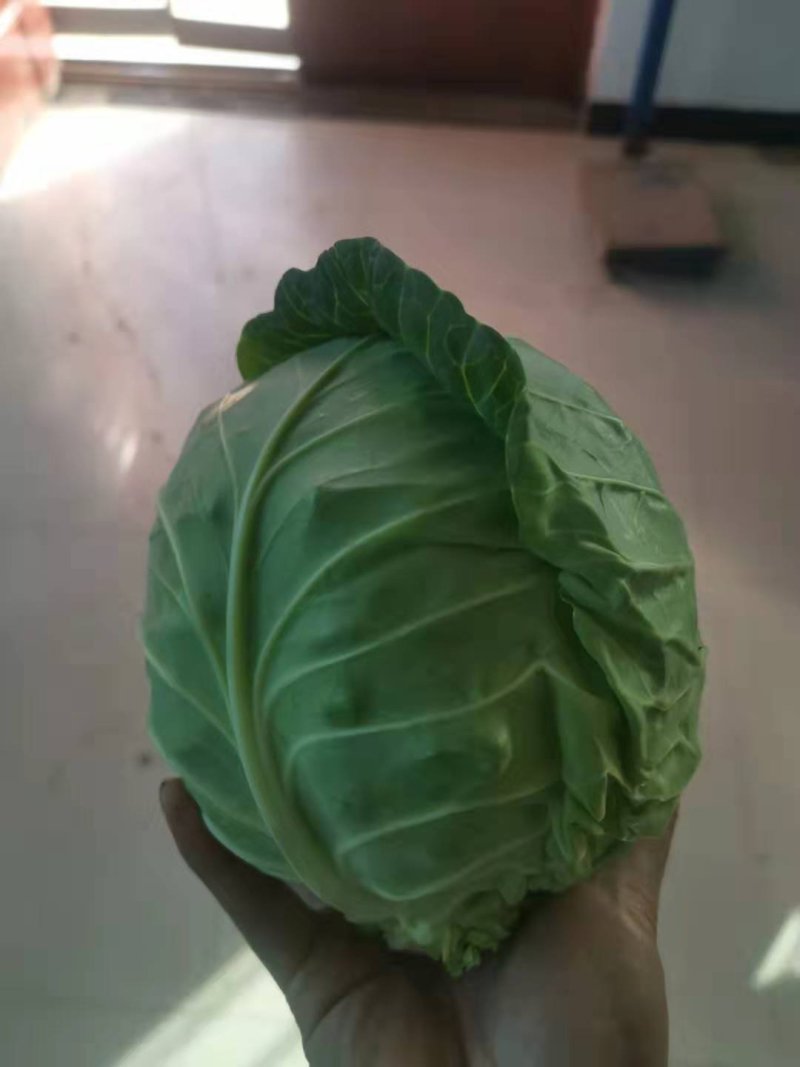 金乡优质甘蓝陆续上市中！