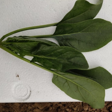 精品菠菜18-25厘米，人工专业，手工仔细