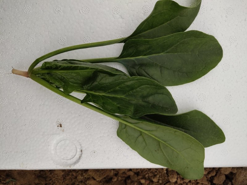 精品菠菜18-25厘米，人工专业，手工仔细