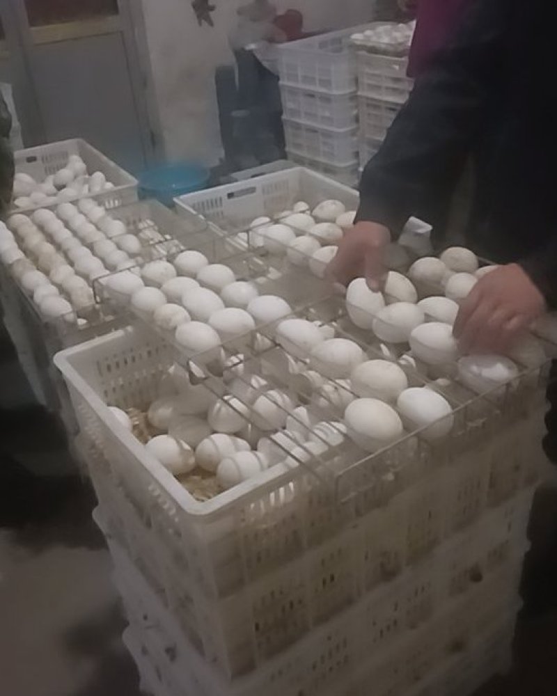 三花鹅苗