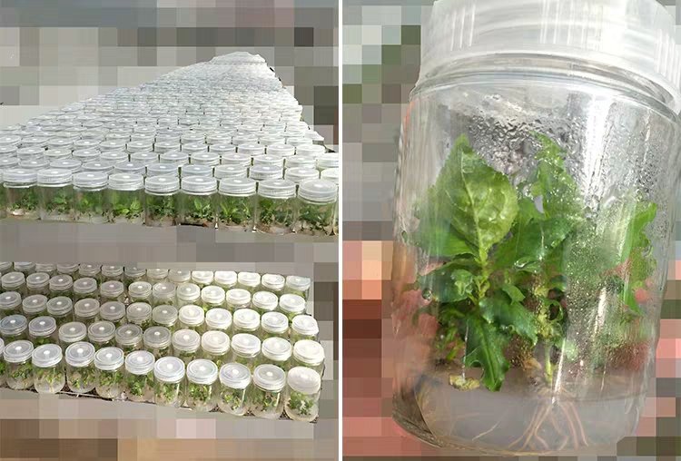 身穿白色实验服的技术人员正在现代化实验室中操作高效液相色谱仪,屏幕上显示樱桃提取物中花青素和褪黑激素的检测图谱,桌上有标注‘车厘子样品’的试管和记录本,体现科学研究过程 实验室检测人员分析水果样本