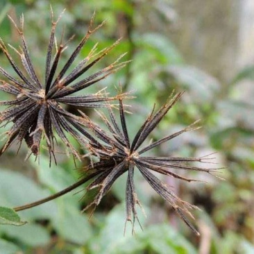 鬼针草