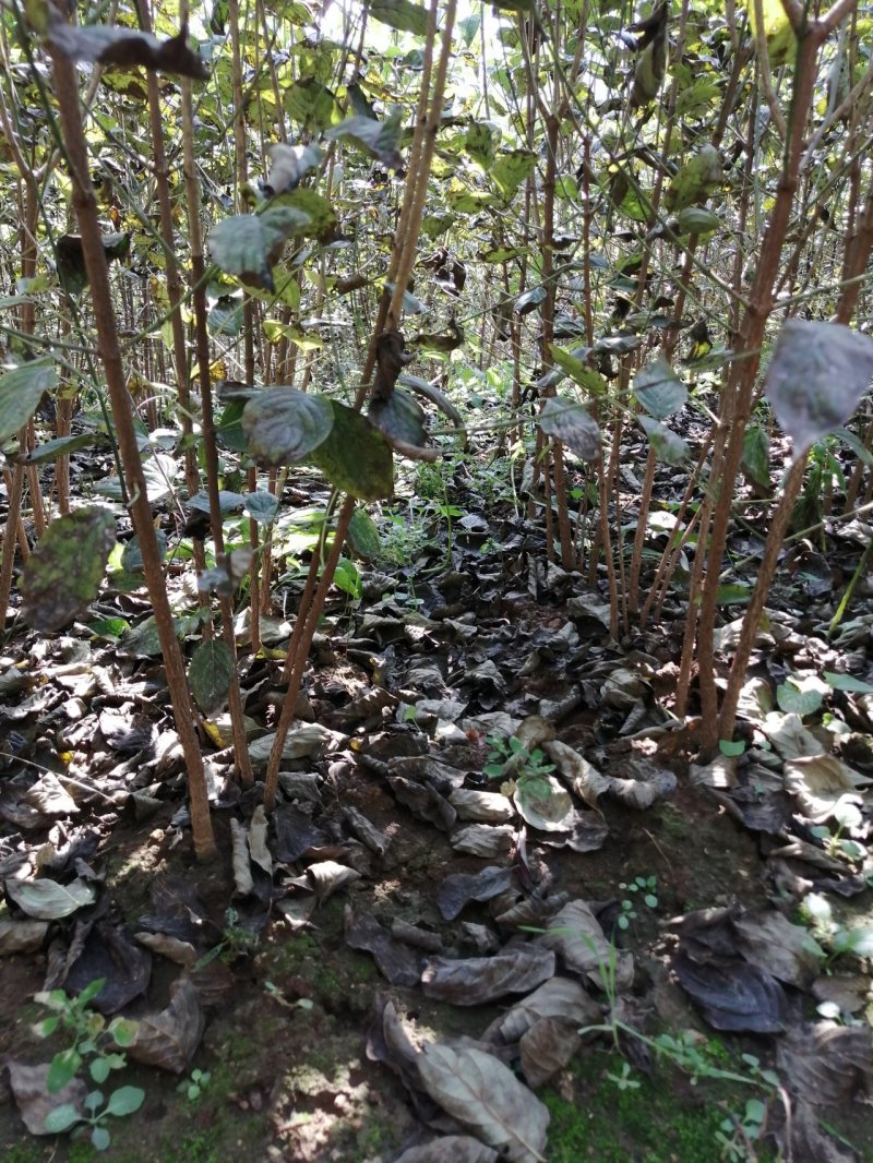 山茱萸苗河南山茱萸树苗山茱萸枣皮树他山萸肉苗山萸肉