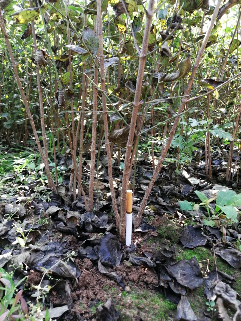 山茱萸苗河南山茱萸树苗山茱萸枣皮树他山萸肉苗山萸肉