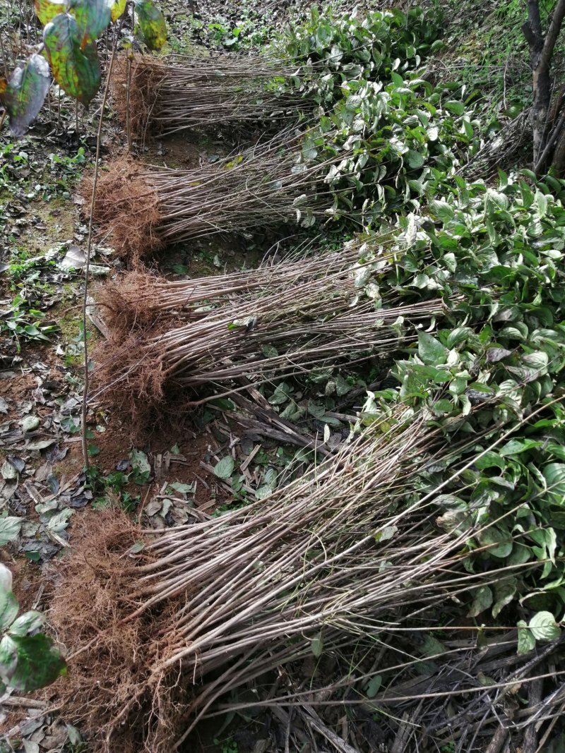 山茱萸苗河南山茱萸树苗山茱萸枣皮树他山萸肉苗山萸肉