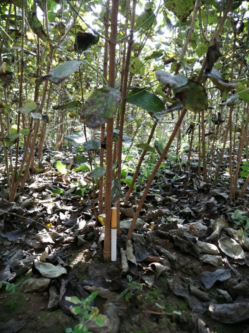 山茱萸苗河南山茱萸树苗山茱萸枣皮树他山萸肉苗山萸肉