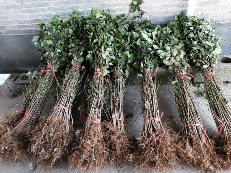 山茱萸苗河南山茱萸树苗山茱萸枣皮树他山萸肉苗山萸肉