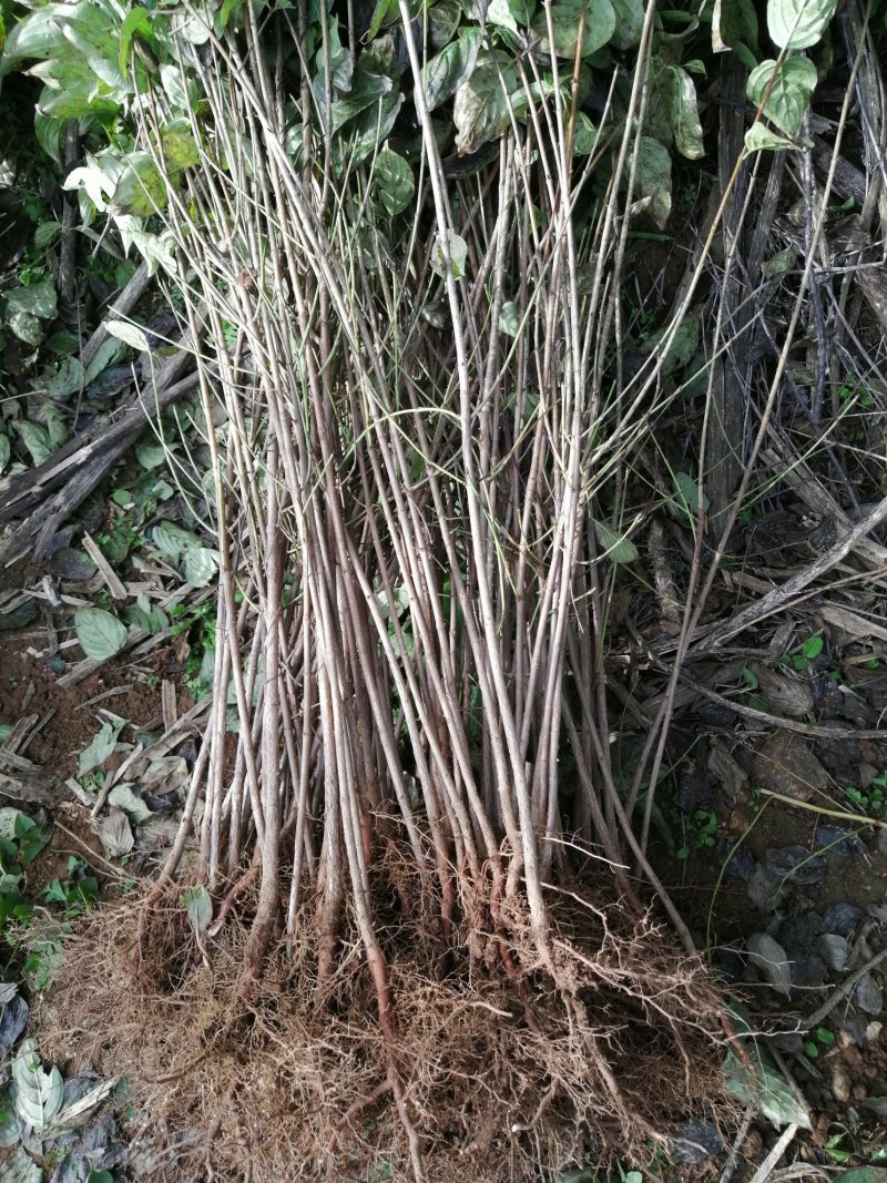 山茱萸苗河南山茱萸树苗山茱萸枣皮树他山萸肉苗山萸肉
