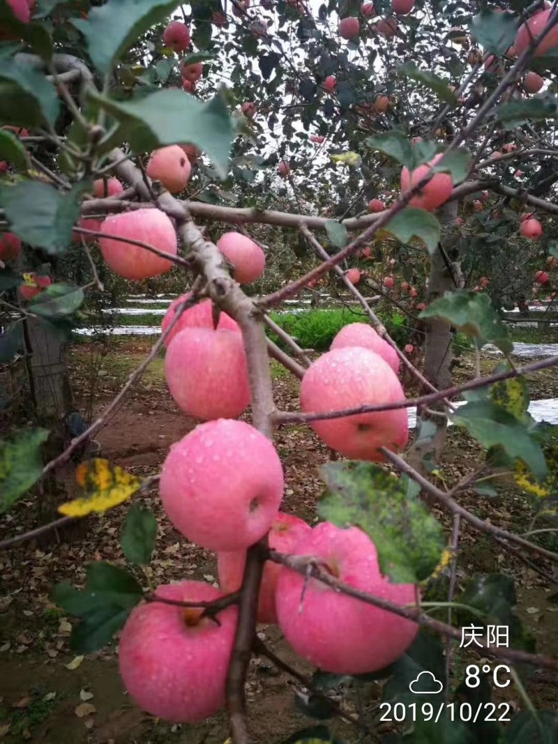 甘肃庆阳高原红富士苹果水果新鲜当季脆甜多汁10斤包邮