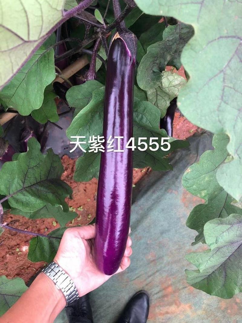 【善茄天紫红4555】一代杂交茄子种子紫红长棒型长茄子大