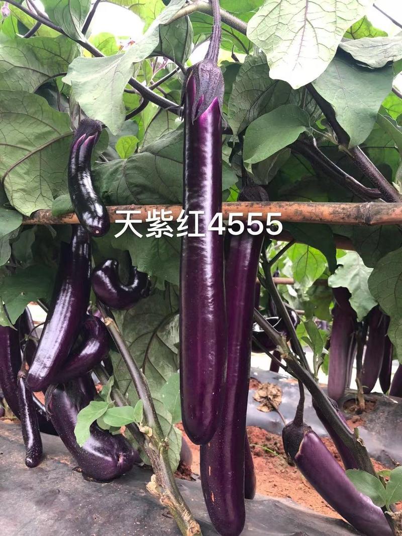 【善茄天紫红4555】一代杂交茄子种子紫红长棒型长茄子大