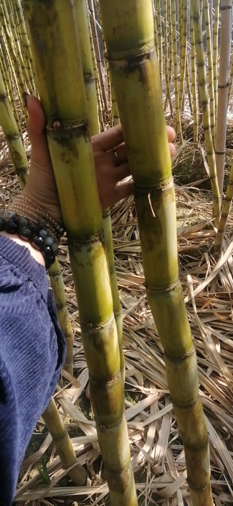 榨汁黄皮蔗。特靓黑蔗。。
