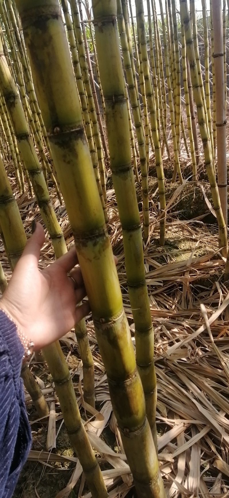榨汁黄皮蔗。特靓黑蔗。。