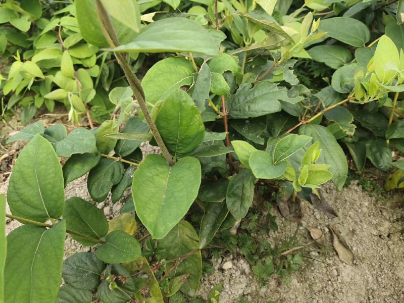 湘雷金银花苗