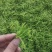 湘雷金银花苗