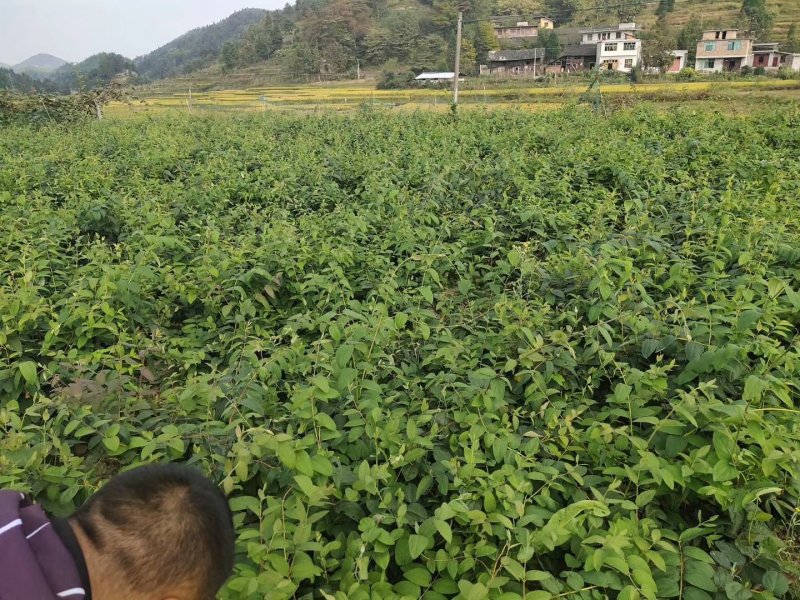 湘雷金银花苗