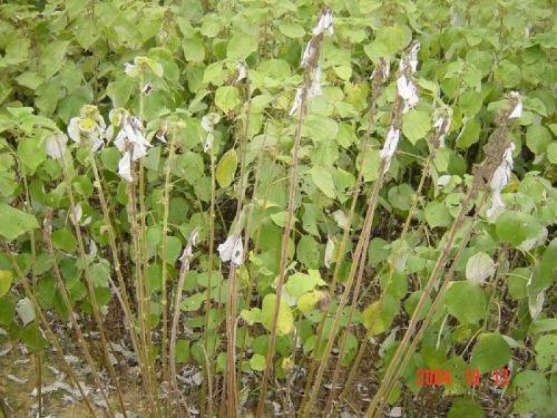 野生苎麻根，量大从优，要的请联系