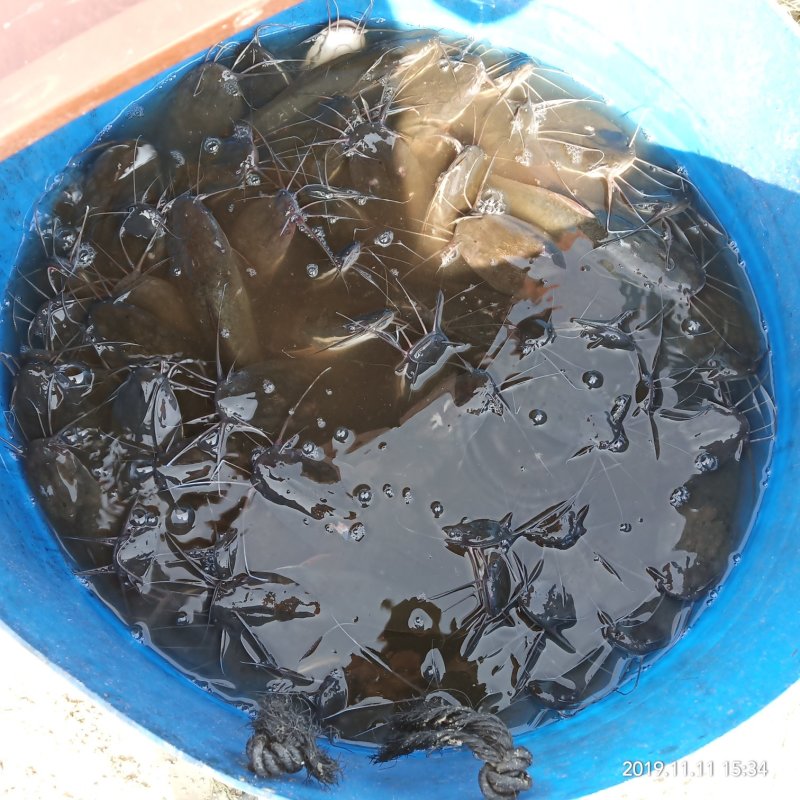海虾塘放养埃及塘鲺，吃虾长大的，水质的要求很高