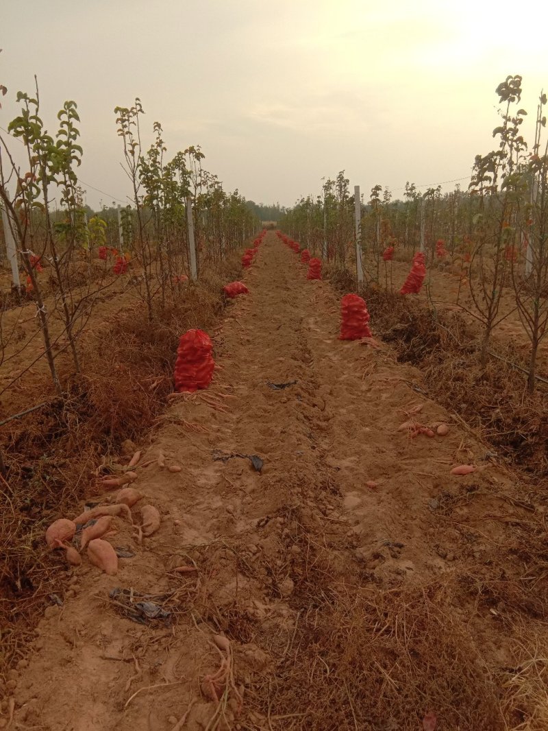 西瓜红，河北沙土地蜜薯，西瓜红红薯，量大从优，货发全国。