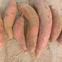 西瓜红，河北沙土地蜜薯，西瓜红红薯，量大从优，货发全国。