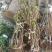 波姬红无花果苗布兰瑞克无花果苗无花果保品种