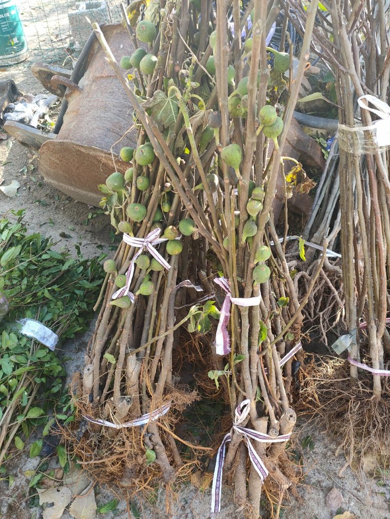 波姬红无花果苗布兰瑞克无花果苗无花果保品种
