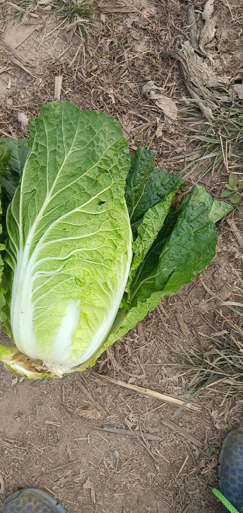 山东平阴/肥黄心白菜大黄心，小黄心，适应泡菜厂，超市山东