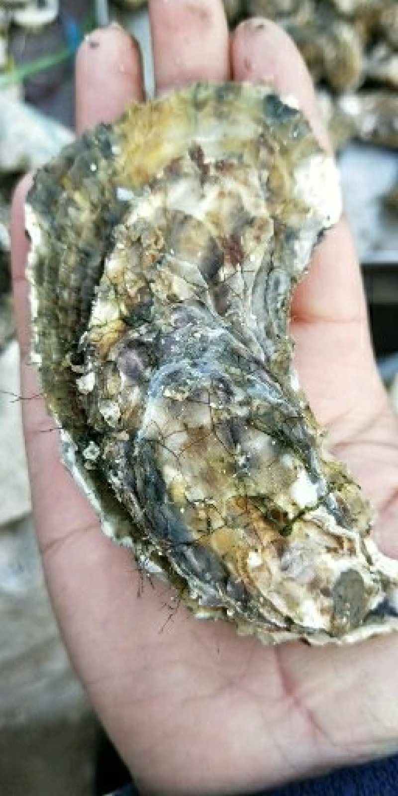 生蚝肉