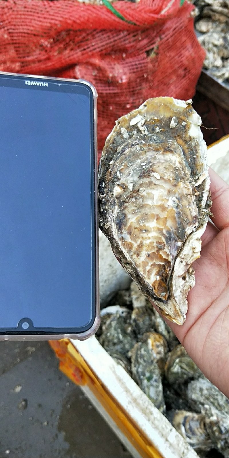 生蚝肉