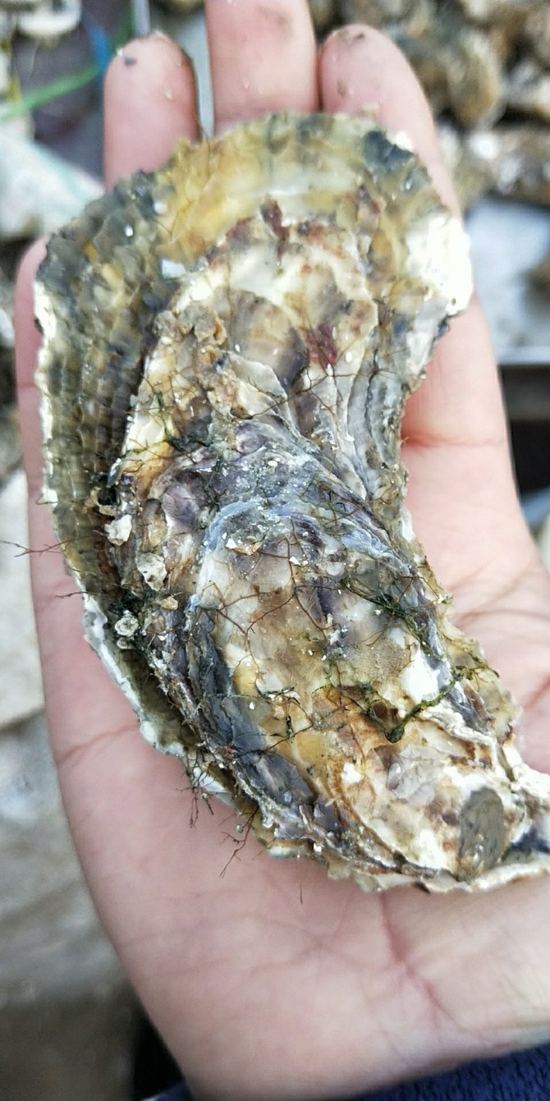 生蚝肉