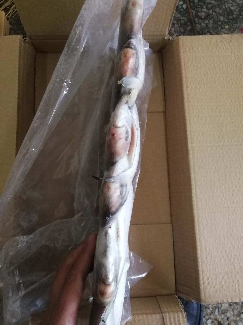 银鲳鱼鲳鱼船冻鲳鱼冰鲜鲳鱼干冻无冰品质保证