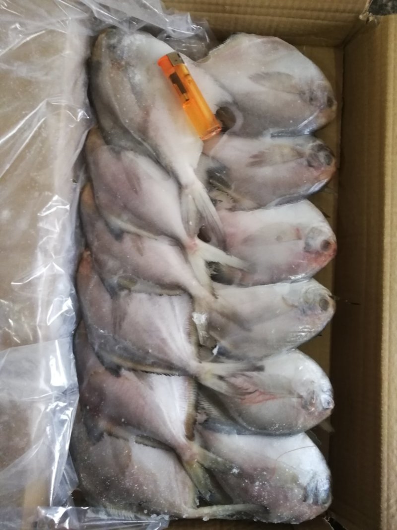 银鲳鱼鲳鱼船冻鲳鱼冰鲜鲳鱼干冻无冰品质保证