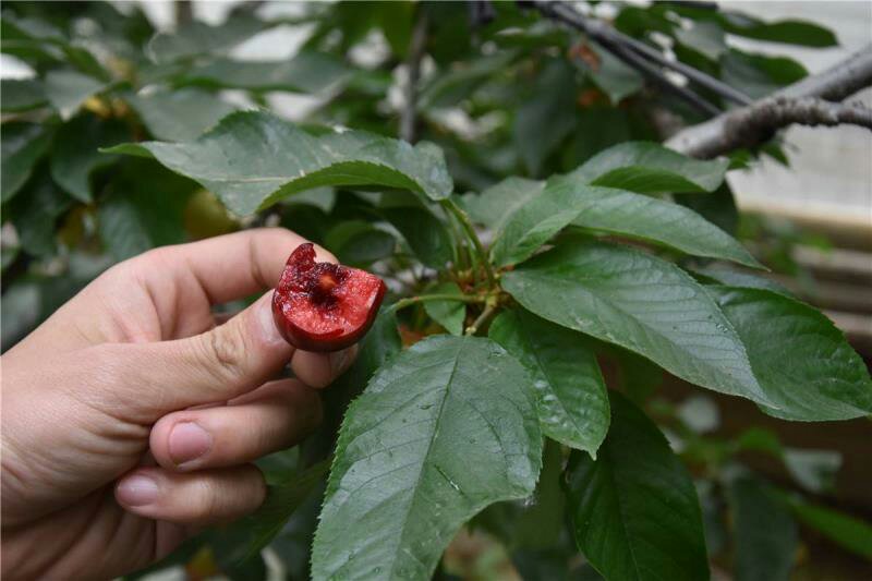 展示一片完整的美早樱桃树叶及旁边的嫩枝,清晰可见锯齿状边缘和叶脉分布 美早樱桃树叶与枝条细节图
