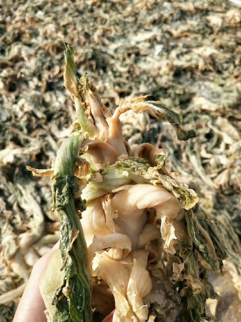 惠州矮陂农家浓香梅菜