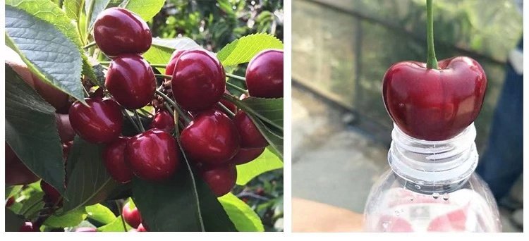 一组横向排列的樱桃果实发育阶段图,从左到右依次为:初成果实(绿色小颗粒)、中期果实(黄绿色豆粒大小)、接近成熟(红色圆形果实)、完全成熟(深红色带光泽的大颗车厘子),背景为绿色叶片 樱桃果实发育对比图