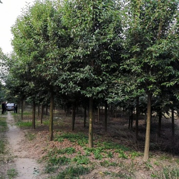 大叶女贞基地低价出售（农艺苗木）