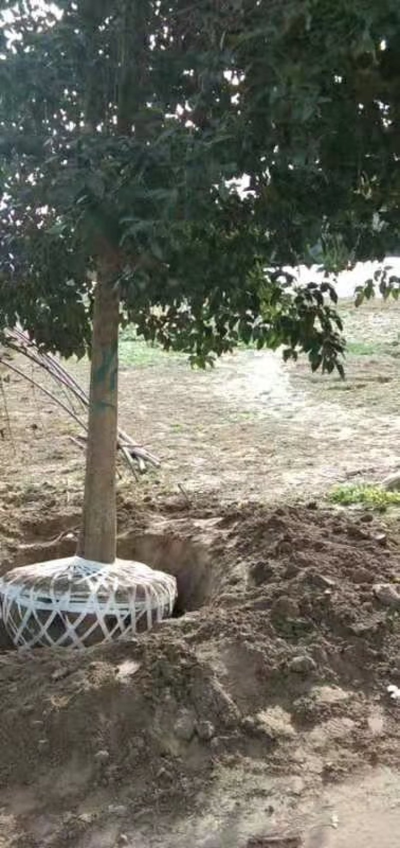 大叶女贞基地低价出售（农艺苗木）