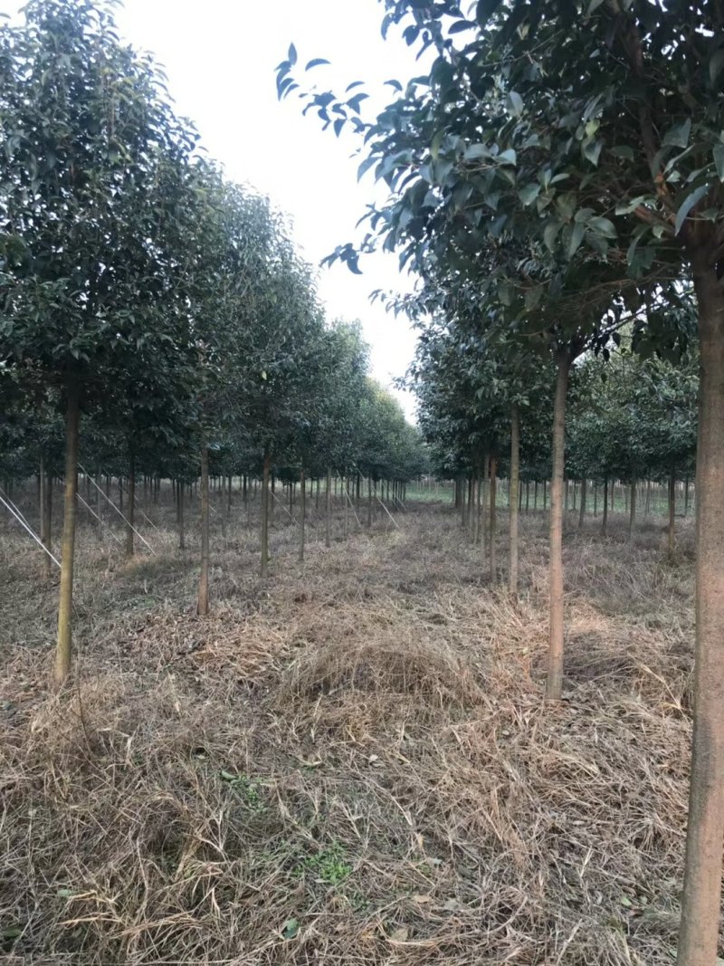 大叶女贞基地低价出售（农艺苗木）