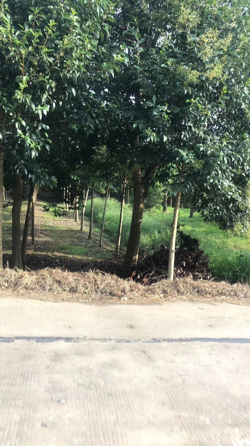 大叶女贞基地低价出售（农艺苗木）