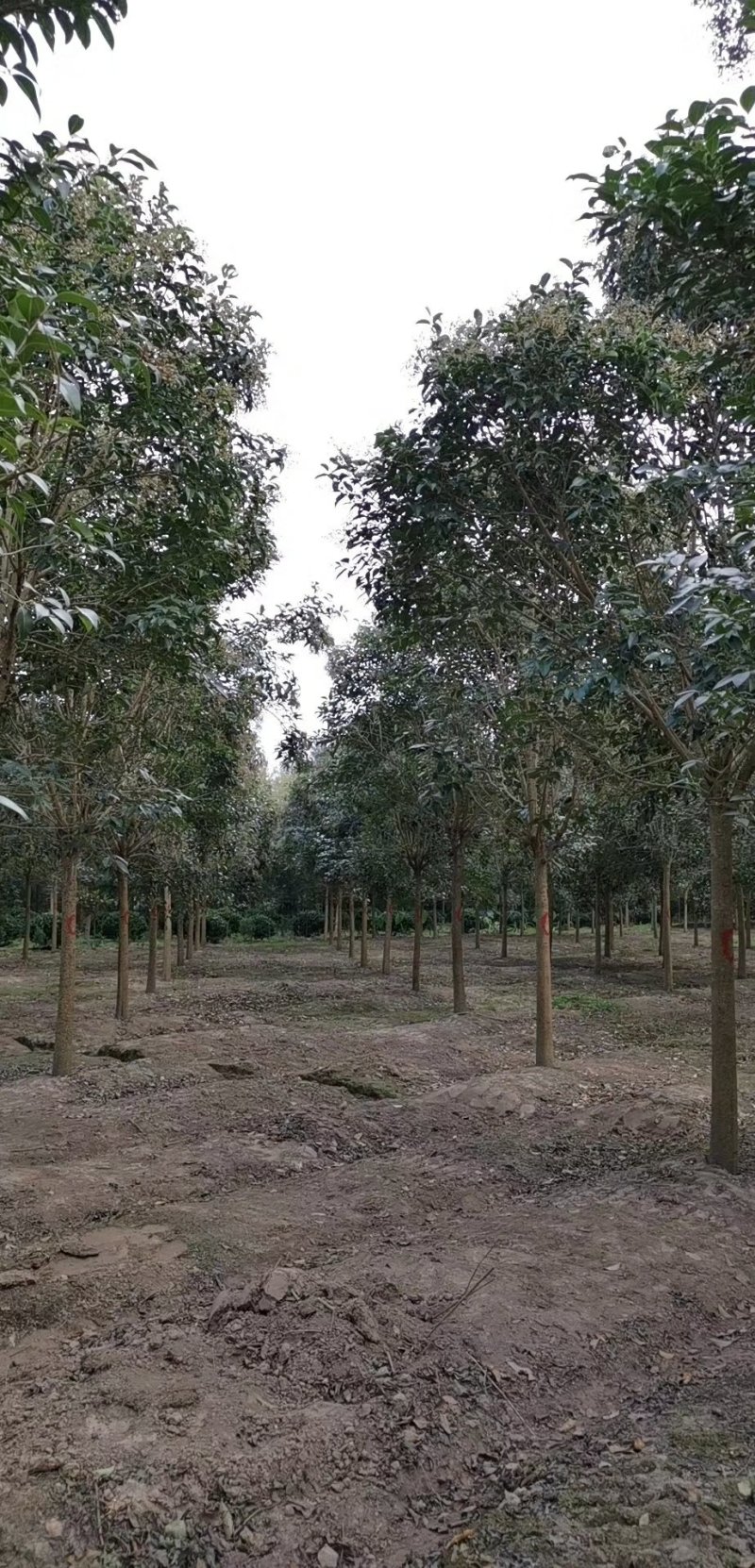 大叶女贞基地低价出售（农艺苗木）
