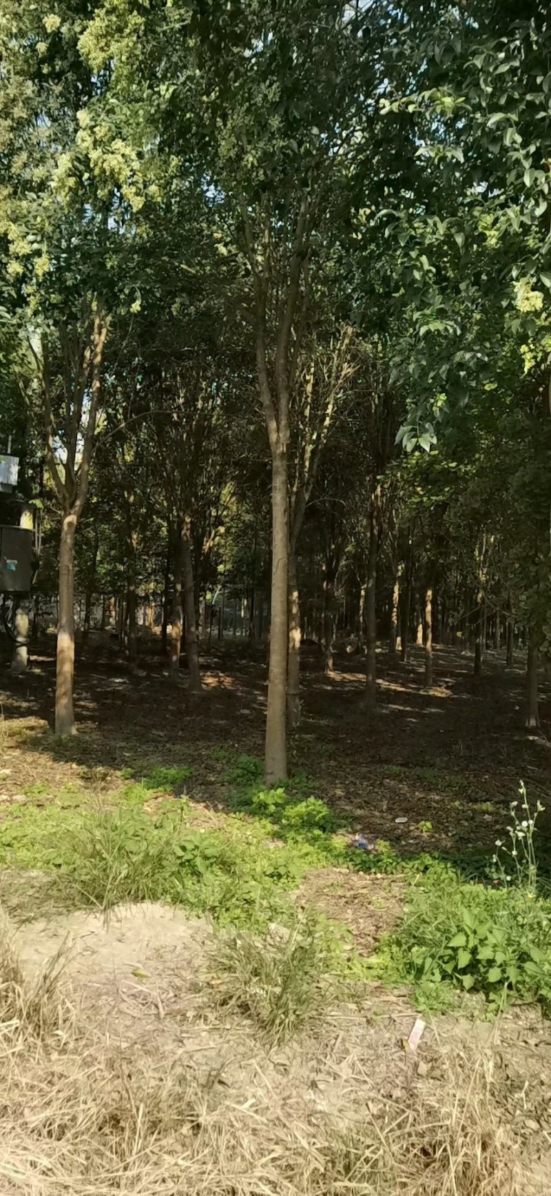 大叶女贞基地低价出售（农艺苗木）