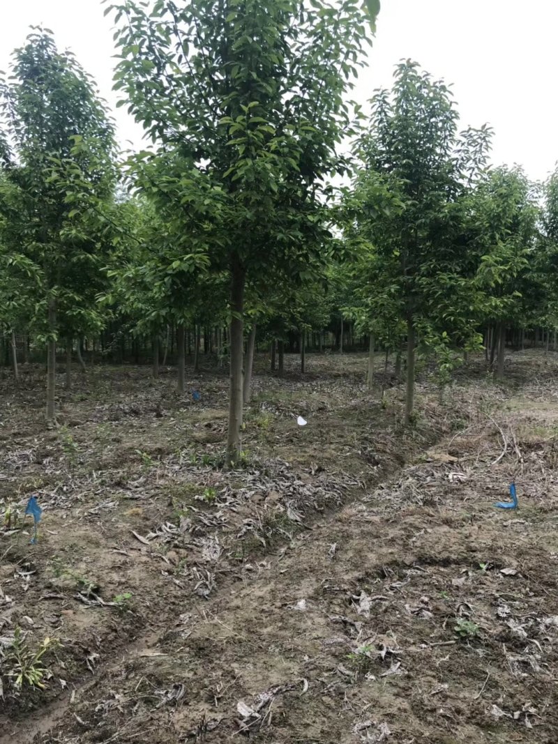 大叶女贞基地低价出售（农艺苗木）