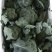 花菜/西兰花/河南西兰花/产地直供品质保大量上市