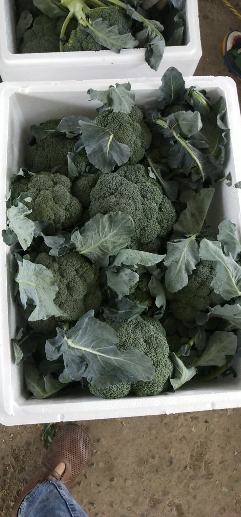 花菜/西兰花/河南西兰花/产地直供品质保大量上市