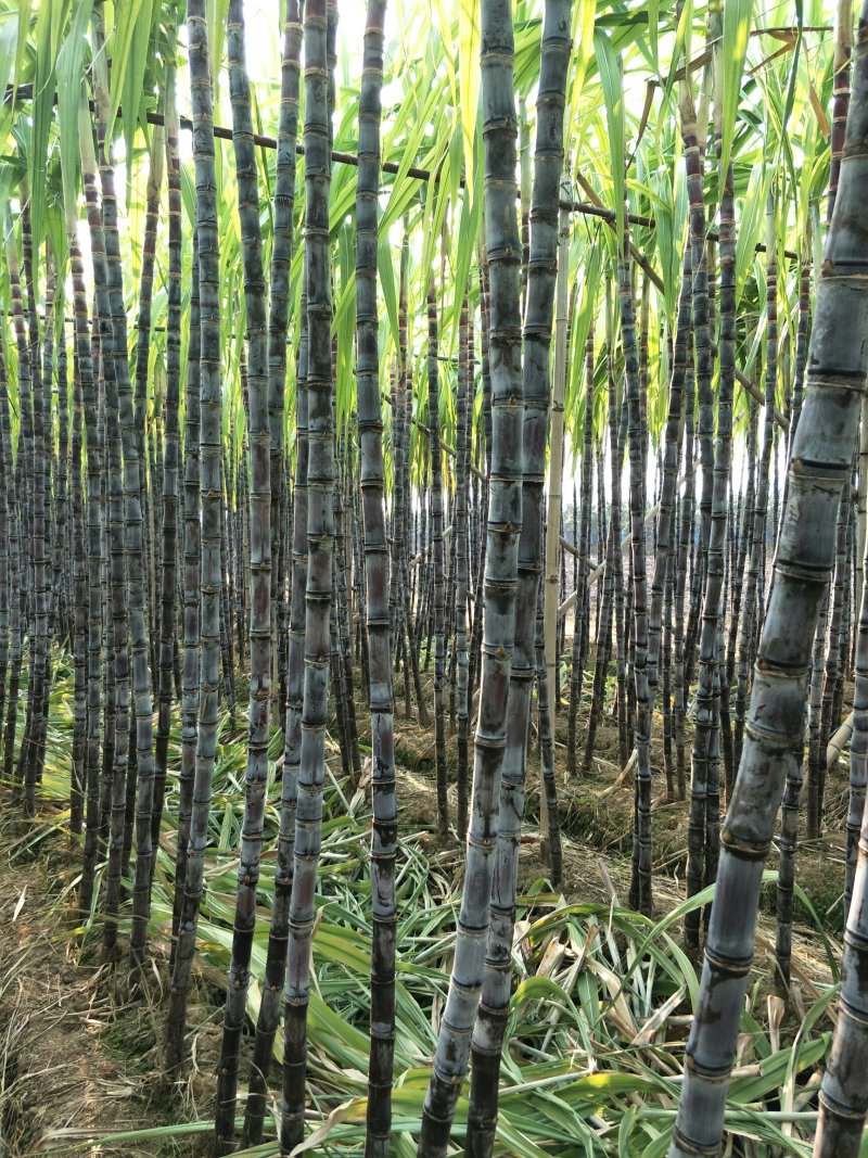 番禺黑皮甘蔗，黄皮，青皮甘蔗上市。