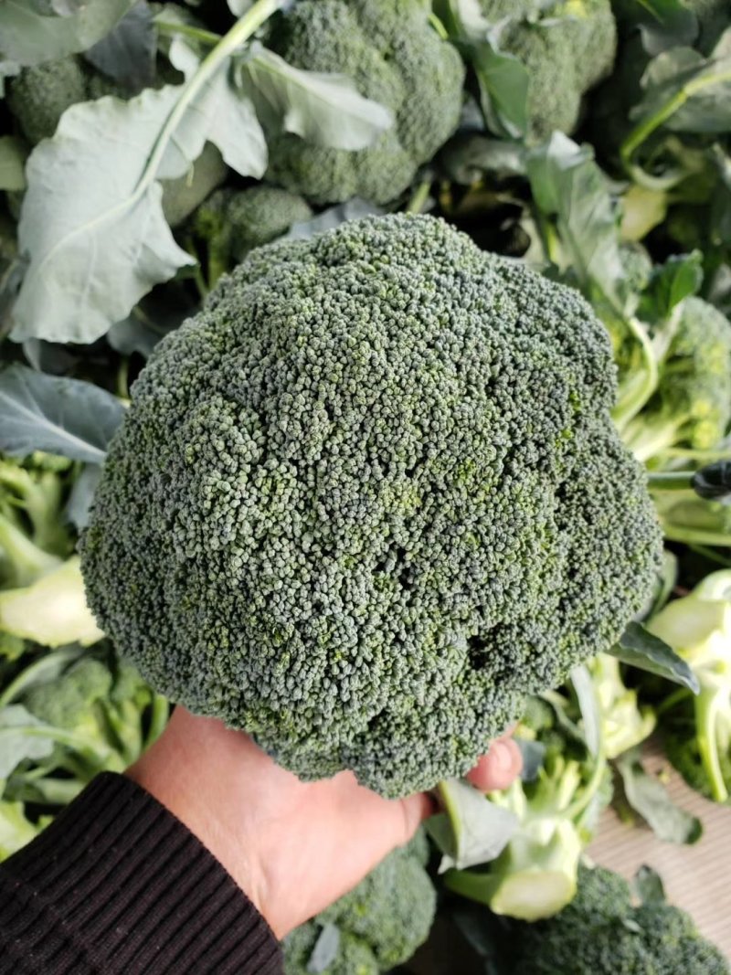 花菜/西兰花/河南西兰花/产地直供品质保大量上市
