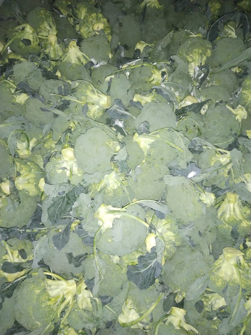 花菜/西兰花/河南西兰花/产地直供品质保大量上市